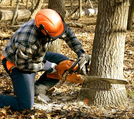 Tree Removal in Hampton, VA
